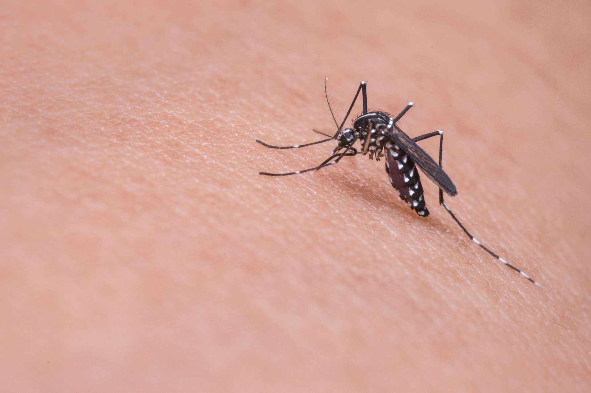 mosquito-719613_1920 mosquito bite