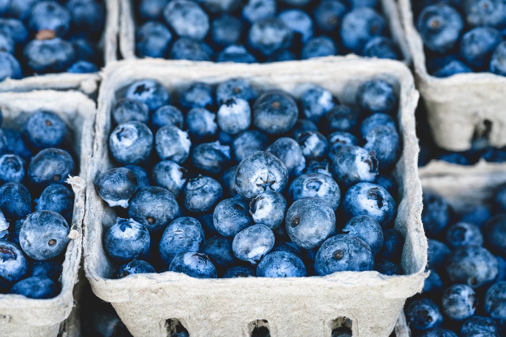 blueberries-1326154_1920 antioxidant rich blueberries