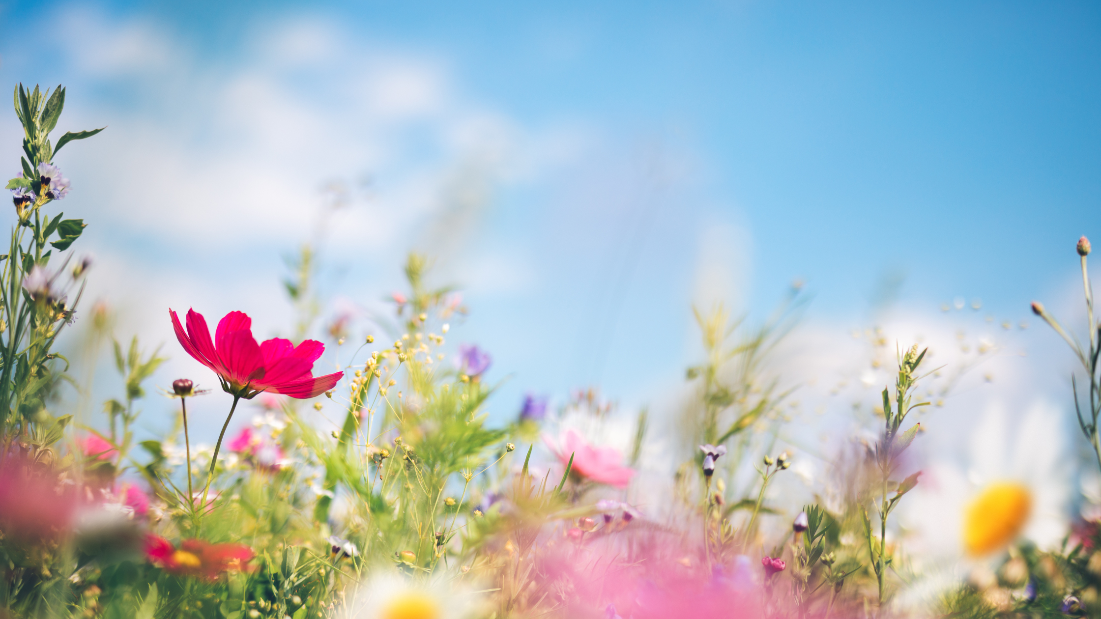 Spring spring